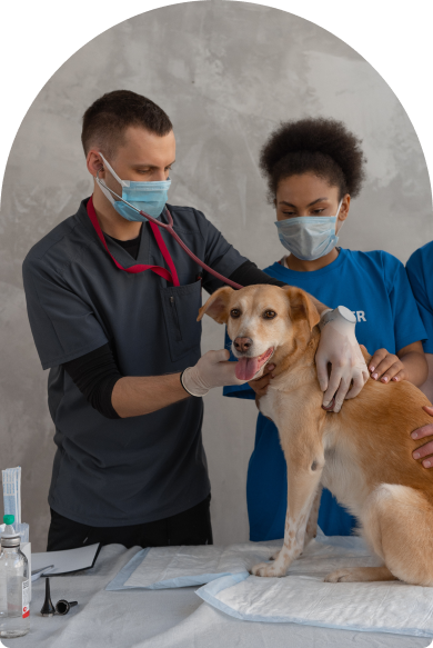 Ветеринарная аптека Vet-Dog для собак и кошек